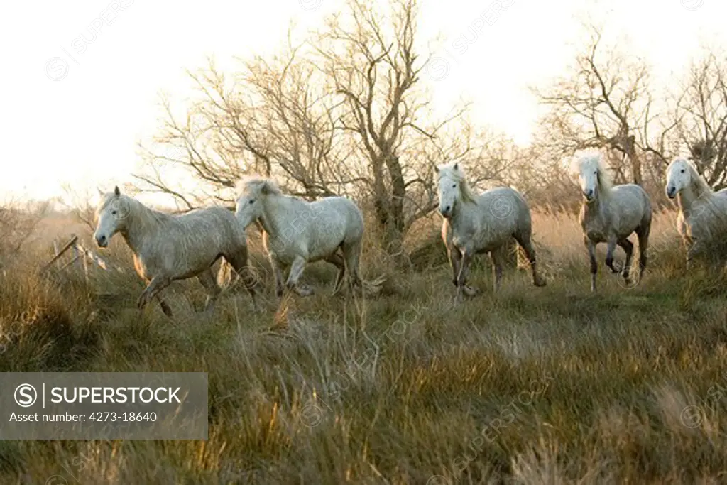 Camargue Horses, Herd standing in Swamp, Saintes Marie de la Mer in Camargue, South of France