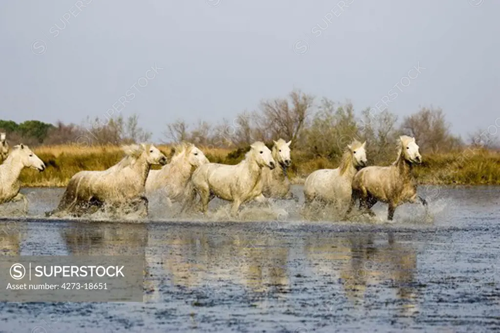 Camargue Horses, Herd Trotting in Swamp, Saintes Marie de la Mer in Camargue, South of France