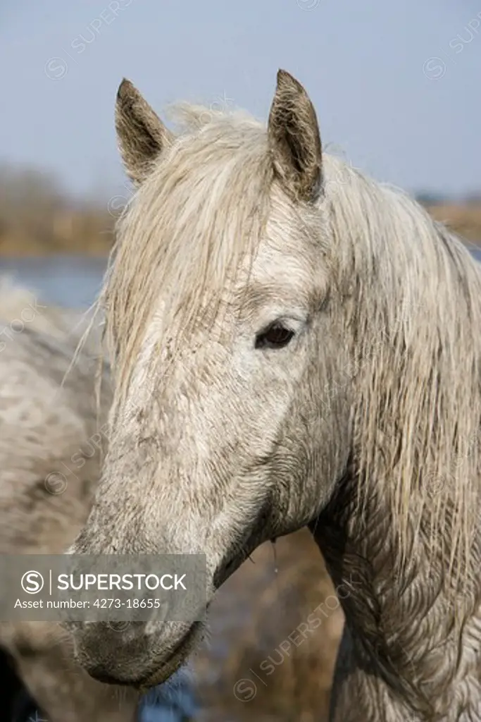 Camargue Horse, Portrait, Saintes Marie de la Mer in Camargue, South of France