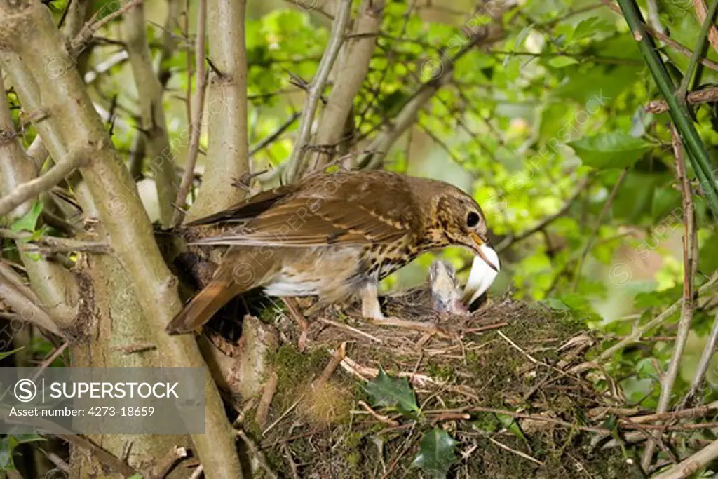 Song Thrush, turdus philomelos, Adult removing a Fecal Sac from Nest, Normandy