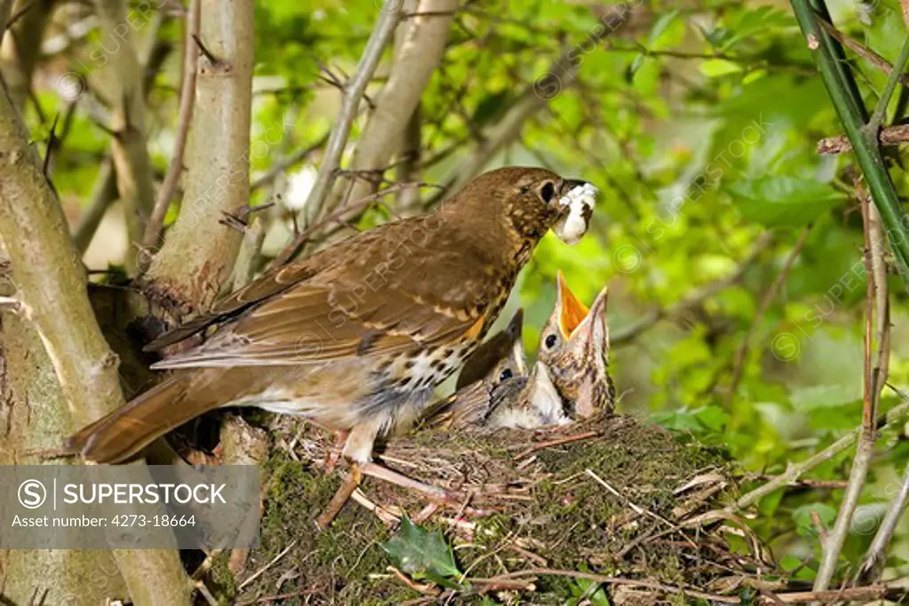 Song Thrush, turdus philomelos, Adult removing Fecal Sac from Nest, Normandy
