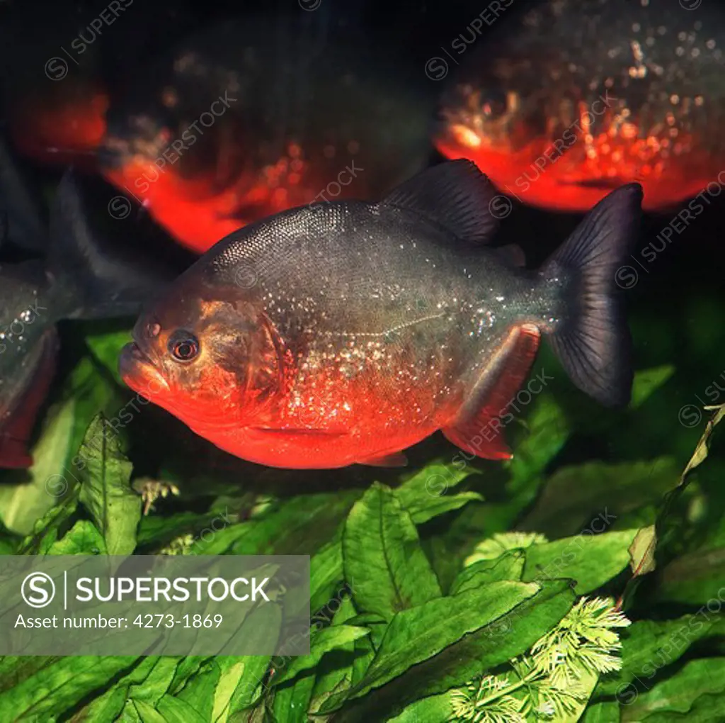 Red Bellied Piranha Pygocentrus Nattereri, Group Swimming Through Aquatic Plants