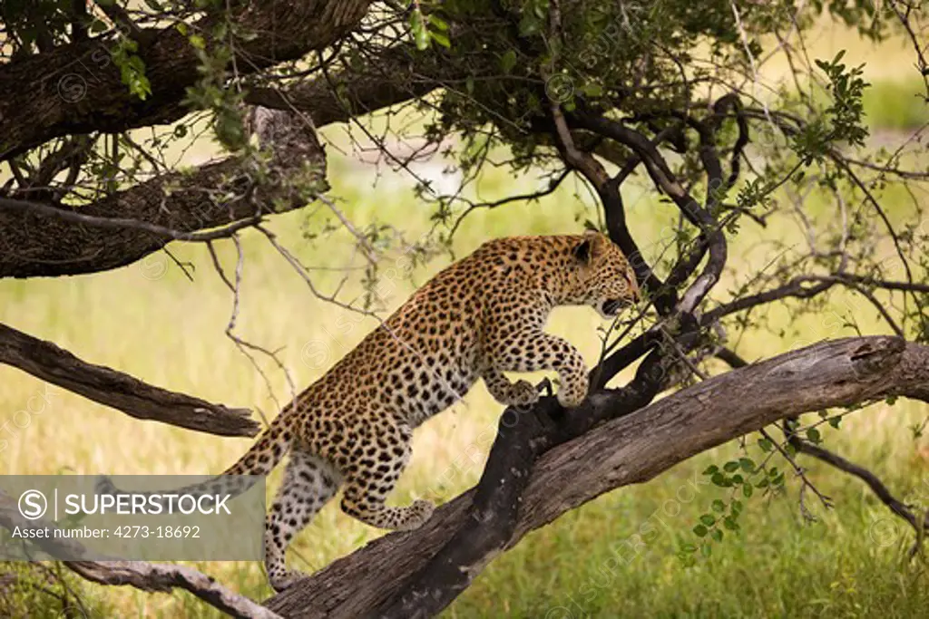 Leopard, panthera pardus, 4 Months old Cub standing in Tree, Namibia
