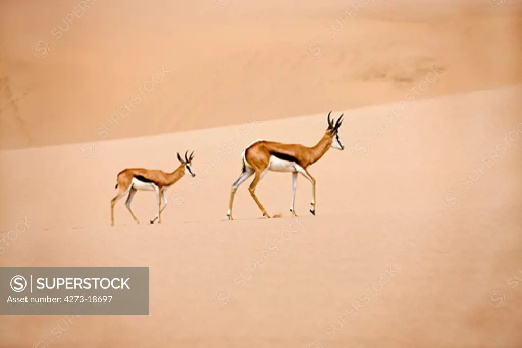 Springbok, antidorcas marsupialis, Adults walking on Sand, Namib Desert in Namibia