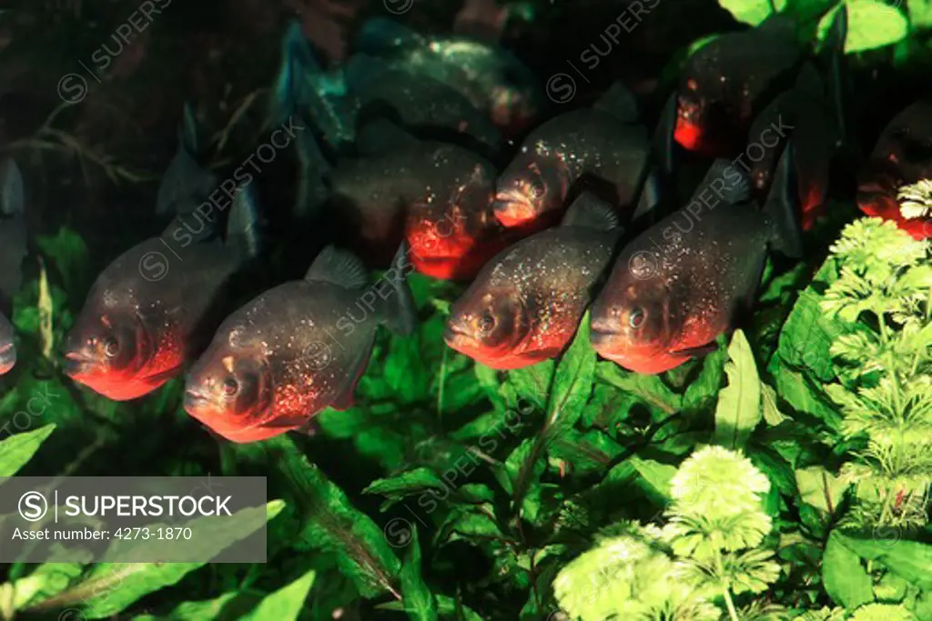 Red Bellied Piranha Pygocentrus Nattereri, Group Swimming Through Aquatic Plants