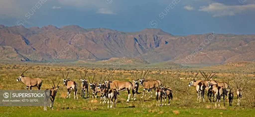 Gemsbok, oryx gazella, Herd in Namib-Naukluft Park in Namibia