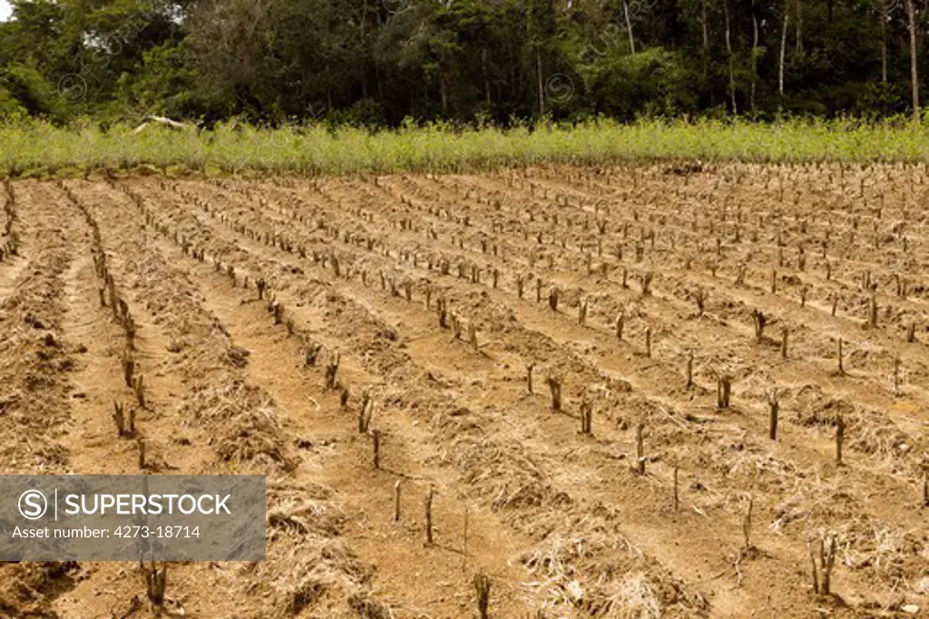 Coca Plantation, erythroxylum coca, Leaves for Cocaine production, Peru