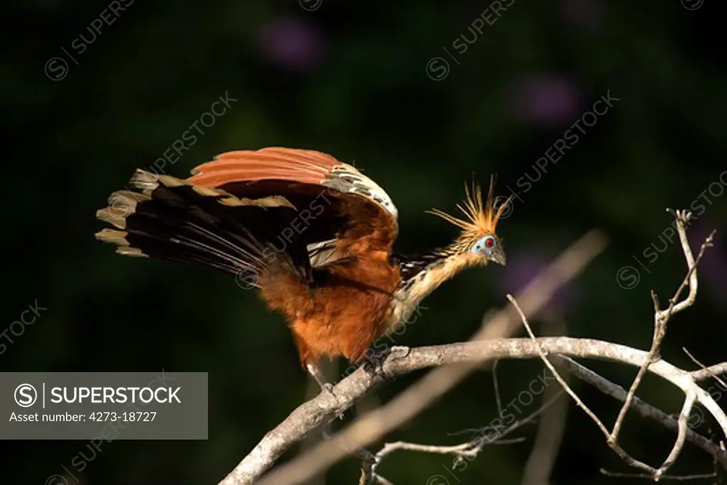 Hoatzin, opisthocomus hoazin, Adult opening Wings, Manu Reserve in Peru