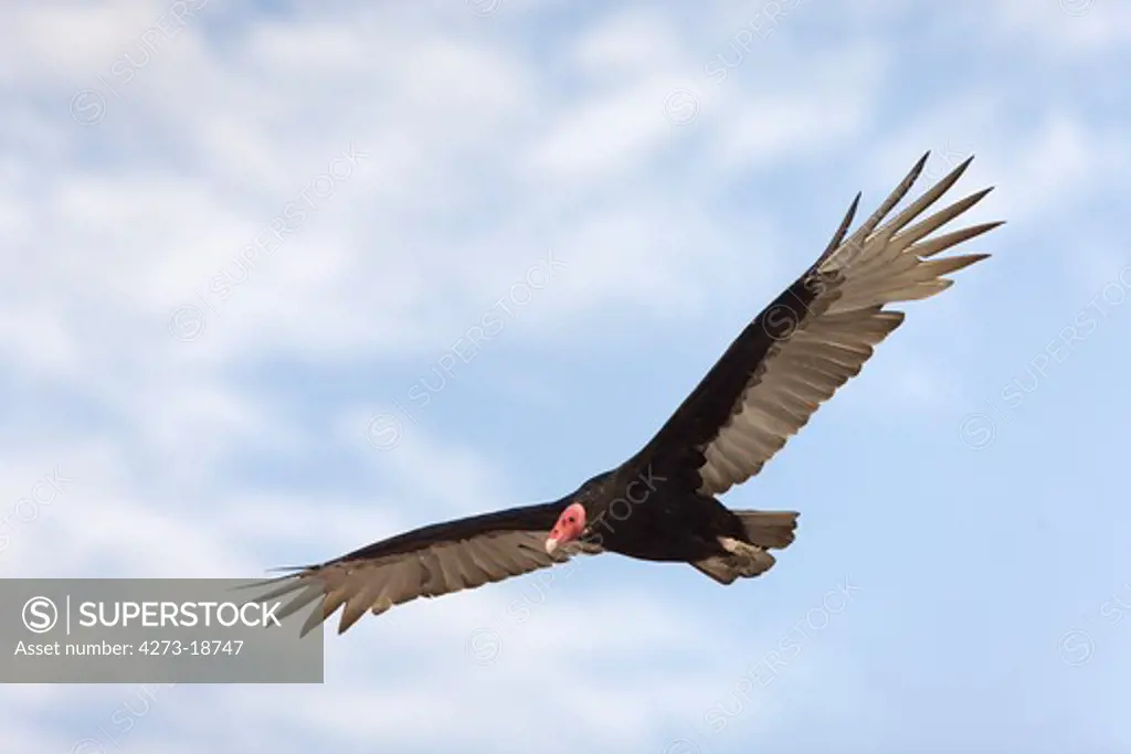 Turkey Vulture, cathartes aura, Adult in Flight, Paracas National Park in Peru