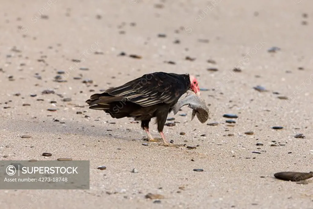 Turkey Vulture, cathartes aura, Adult eating Fish on Beach, Paracas National Park in Peru