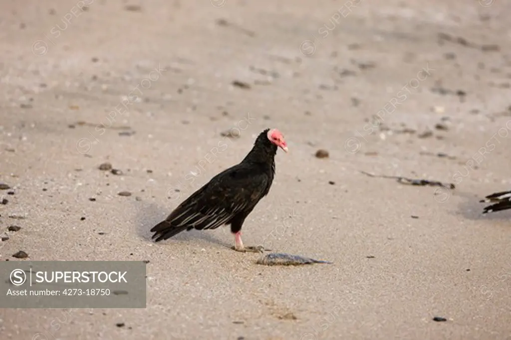 Turkey Vulture, cathartes aura, Adult with dead Fish, Paracas National Park in Peru