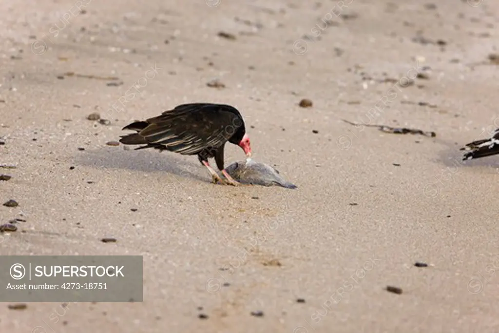 Turkey Vulture, cathartes aura, Adult eating Fish on Beach, Paracas National Park in Peru