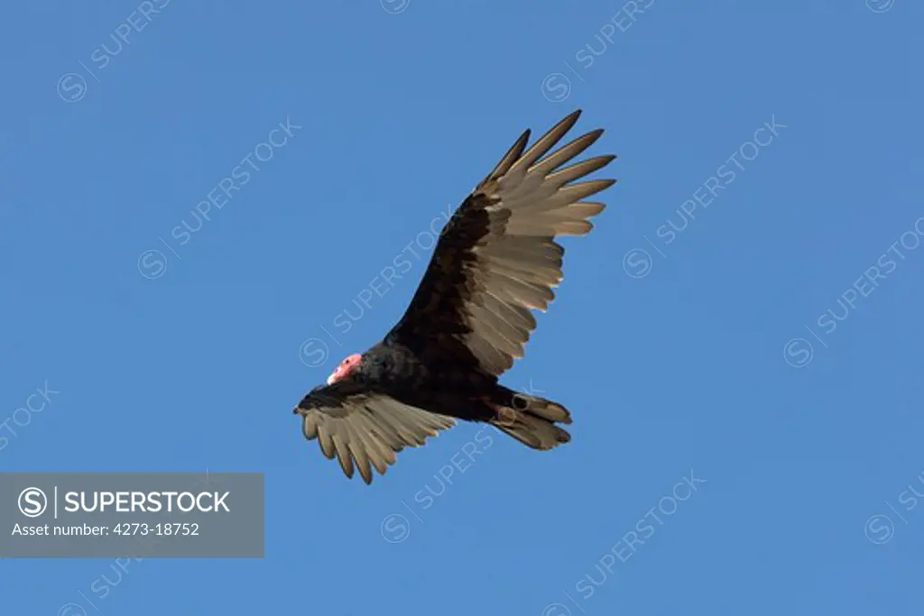 Turkey Vulture, cathartes aura, Adult in Flight, Paracas National Park in Peru