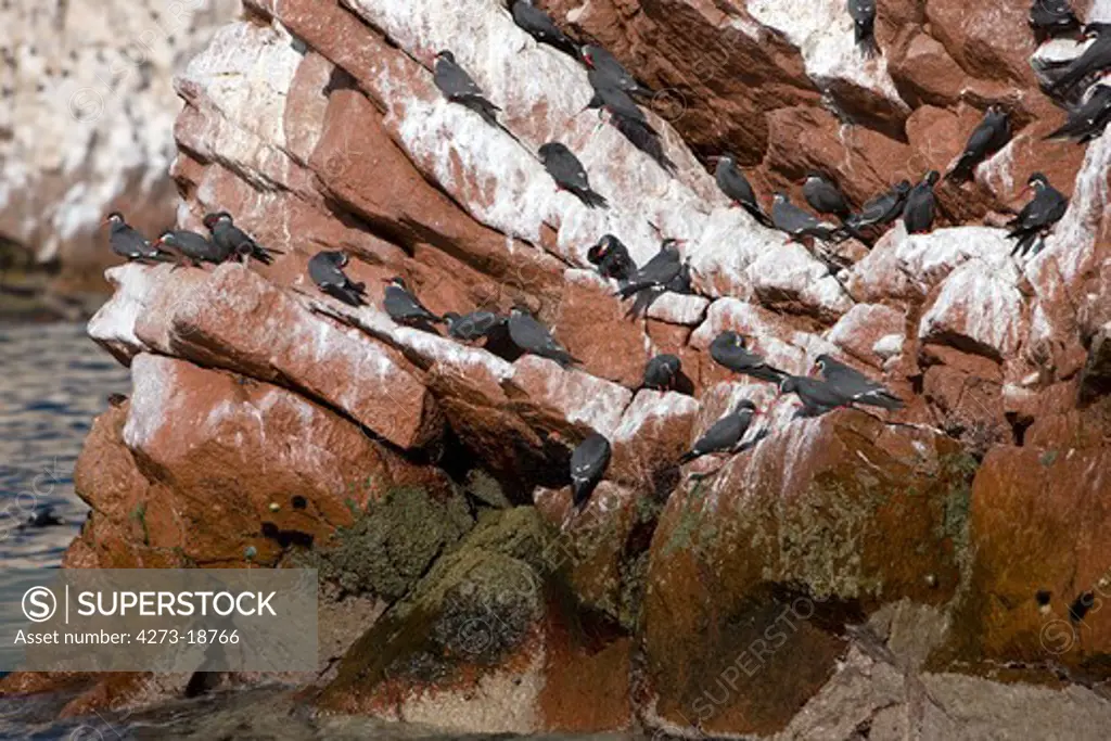 Inca Tern, larosterna inca, Group standing on Rocks, Ballestas Islands in Paracas National Park, Peru