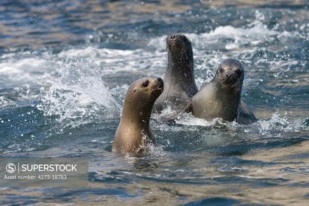 South American Sea Lion or Southern Sea Lion, otaria byronia, Group of Female standing in Water, Paracas National Park in Peru
