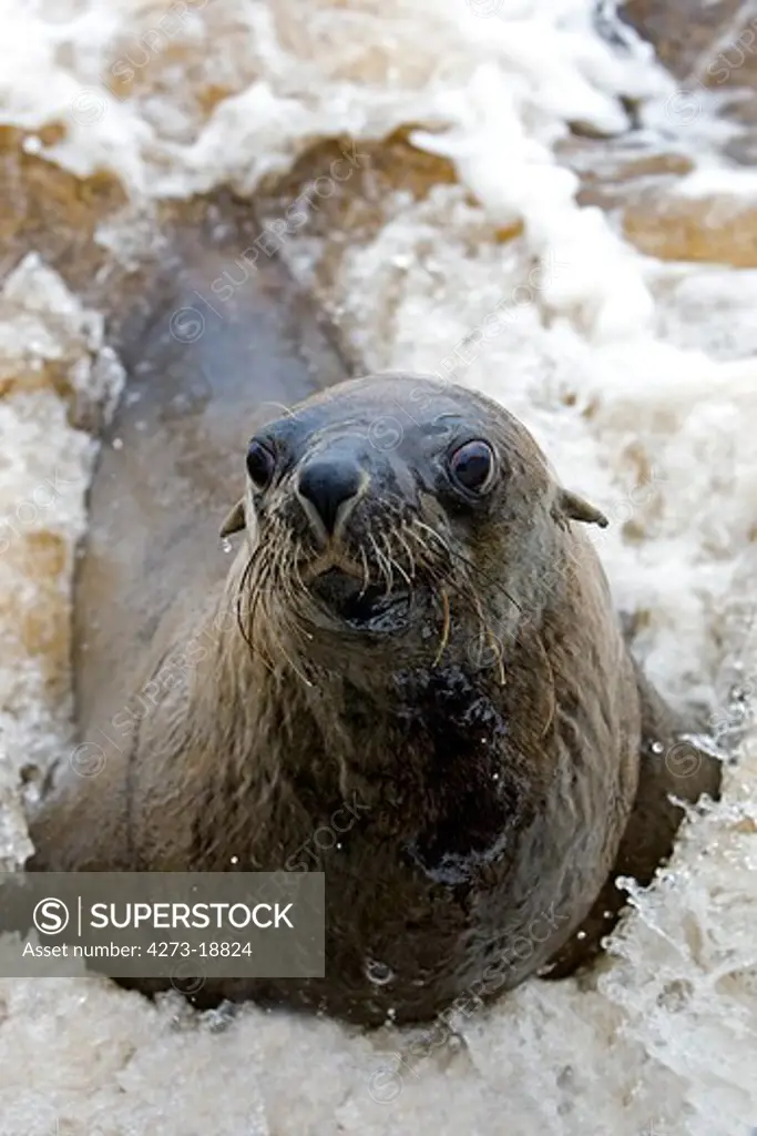 South African Fur Seal, arctocephalus pusillus, Female playing in Waves, Cape Cross in Namibia