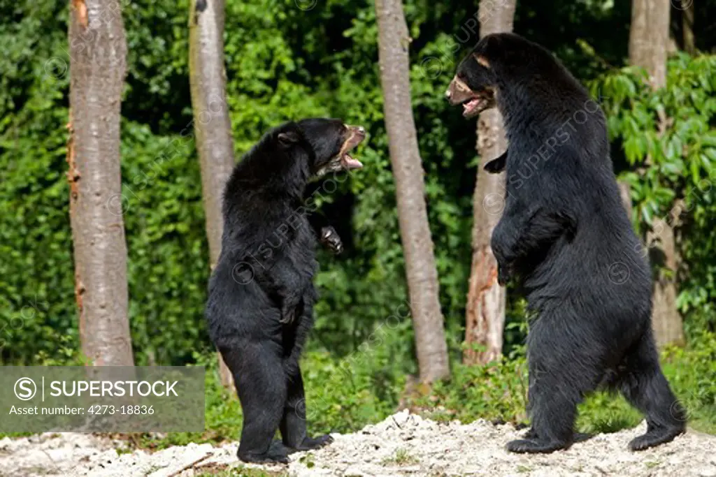 Spectacled Bear, tremarctos ornatus, Adults Fighting