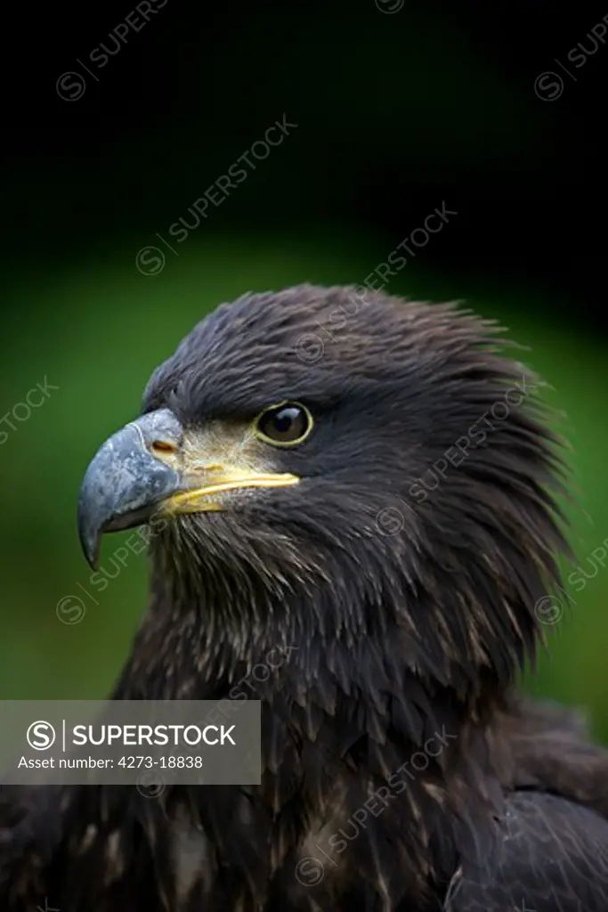 Bald Eagle, haliaeetus leucocephalus, Portrait of Immature