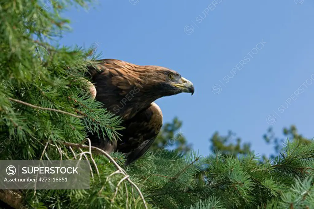 Golden Eagle, aquila chrysaetos, Adult standing in Tree