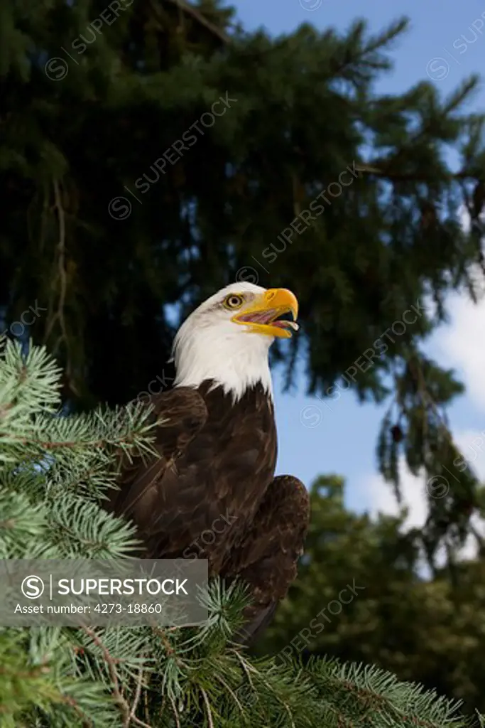 Bald Eagle, haliaeetus leucocephalus, Adult calling