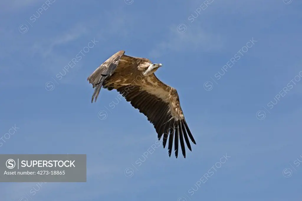 Griffon Vulture, gyps fulvus, Adult in Flight against Blue Sky