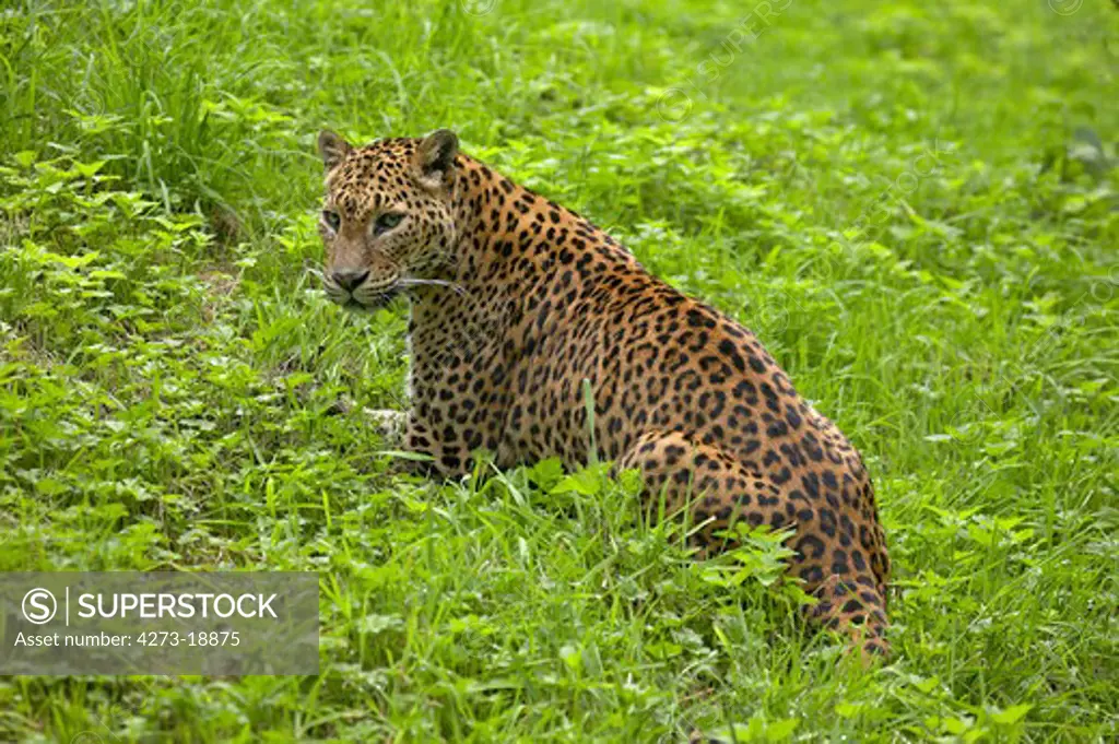 Sri Lankan Leopard, panthera pardus kotiya, Adult sitting on Grass