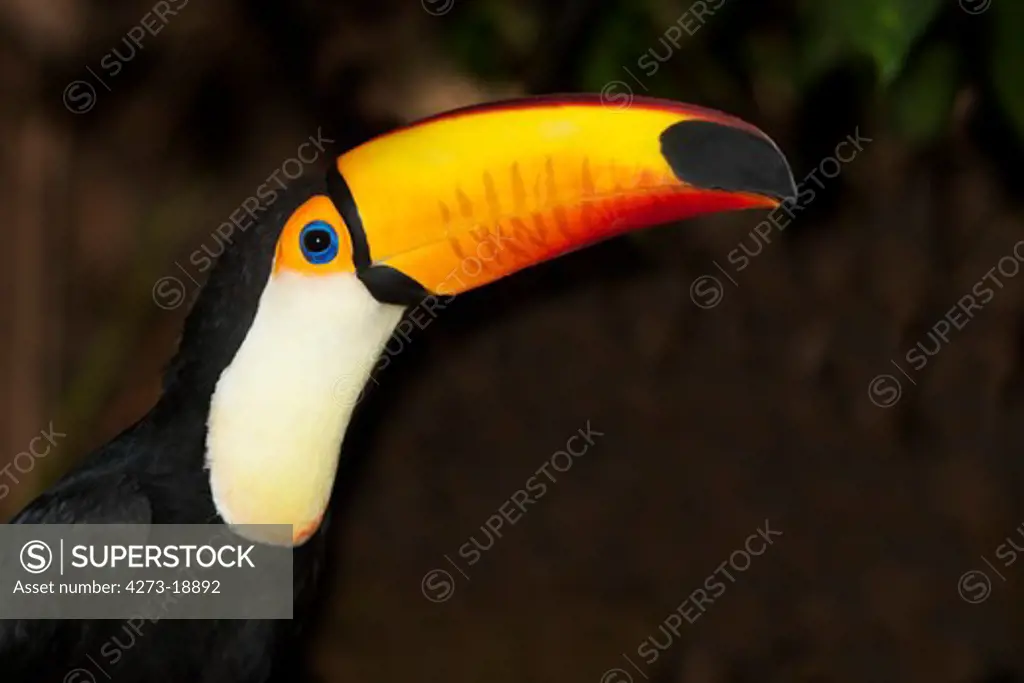 Toco Toucan, ramphastos toco, Adult with a Coloured Beak