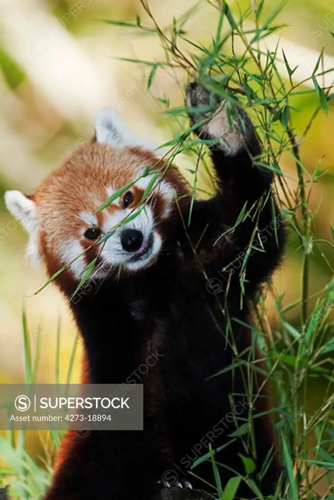 Red Panda, ailurus fulgens, Adult Eating Bamboo