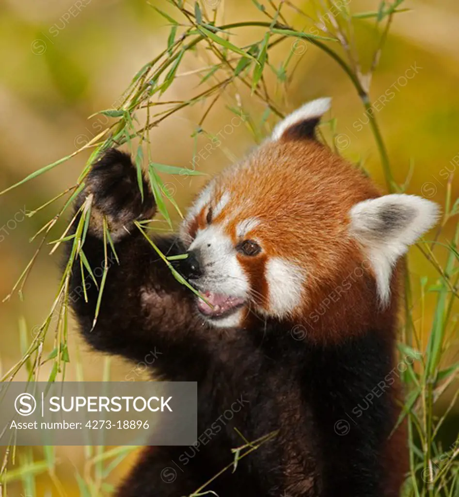 Red Panda, ailurus fulgens, Adult Eating Bamboo