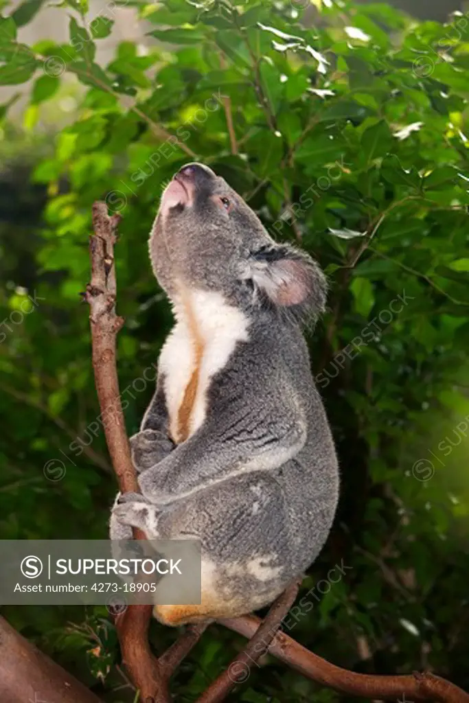 Koala, phascolarctos cinereus, Male standing on Branch, Calling