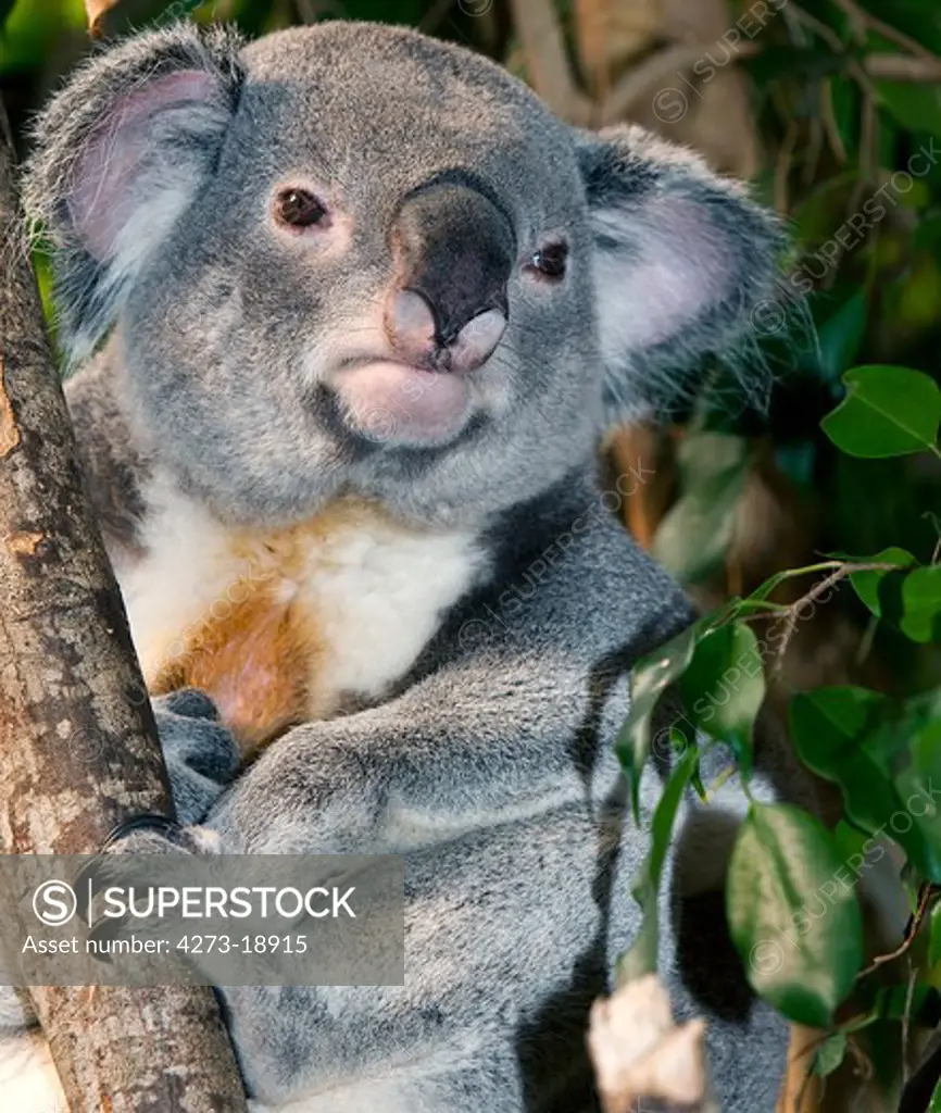 Koala, phascolarctos cinereus, Male standing on Branch