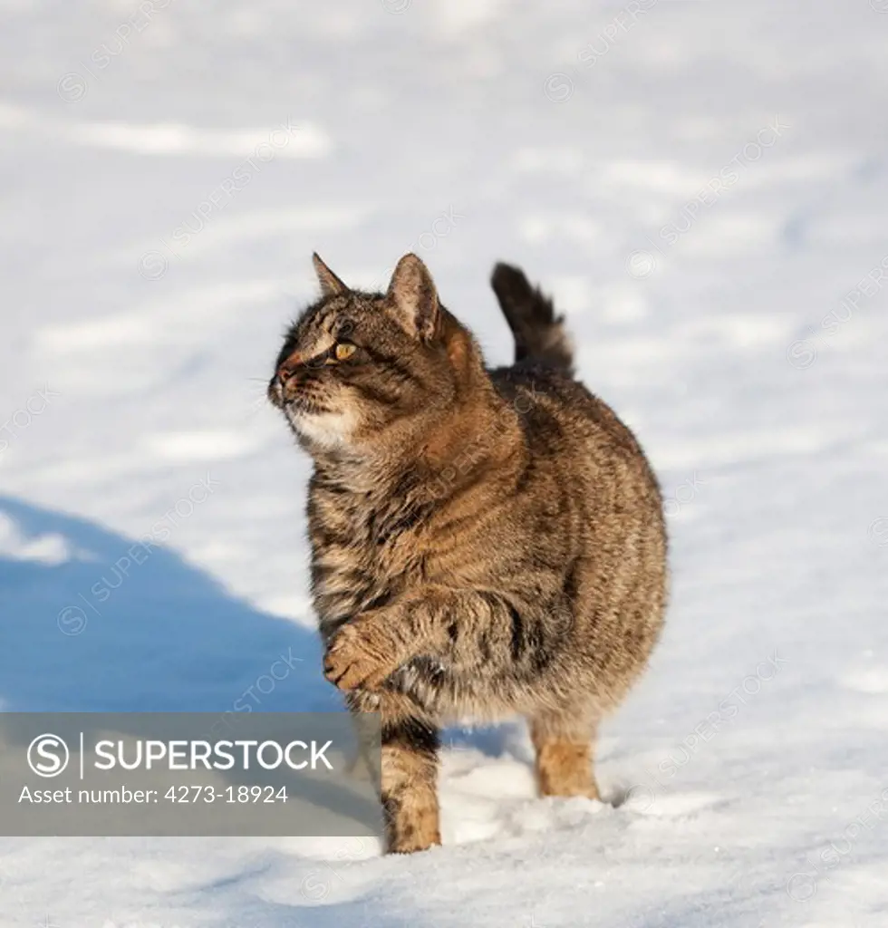 Brown Tabby Domestic Cat, Female walking on Snow, Normandy