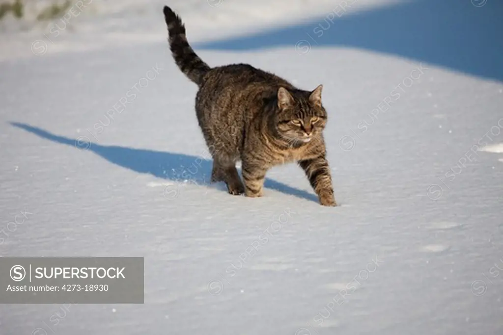 Brown Tabby Domestic Cat, Female walking on Snow, Normandy