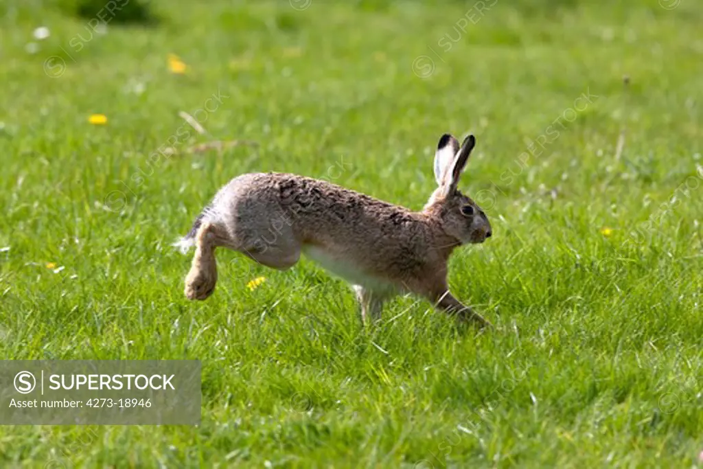 European Brown Hare, lepus europaeus, Adult running on Grass, Normandy