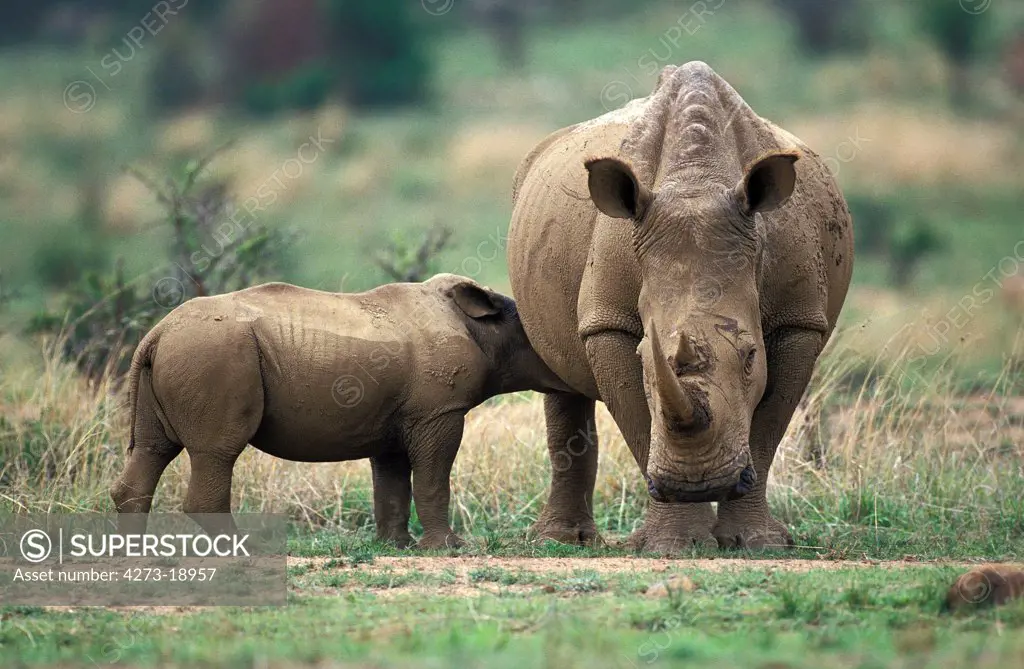 White Rhinoceros, ceratotherium simum, Mother with Calf suckling, South Africa