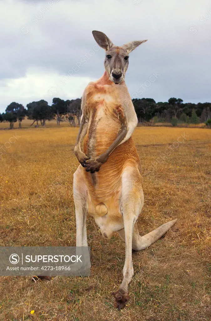 Red Kangaroo, macropus rufus, Male, Australia