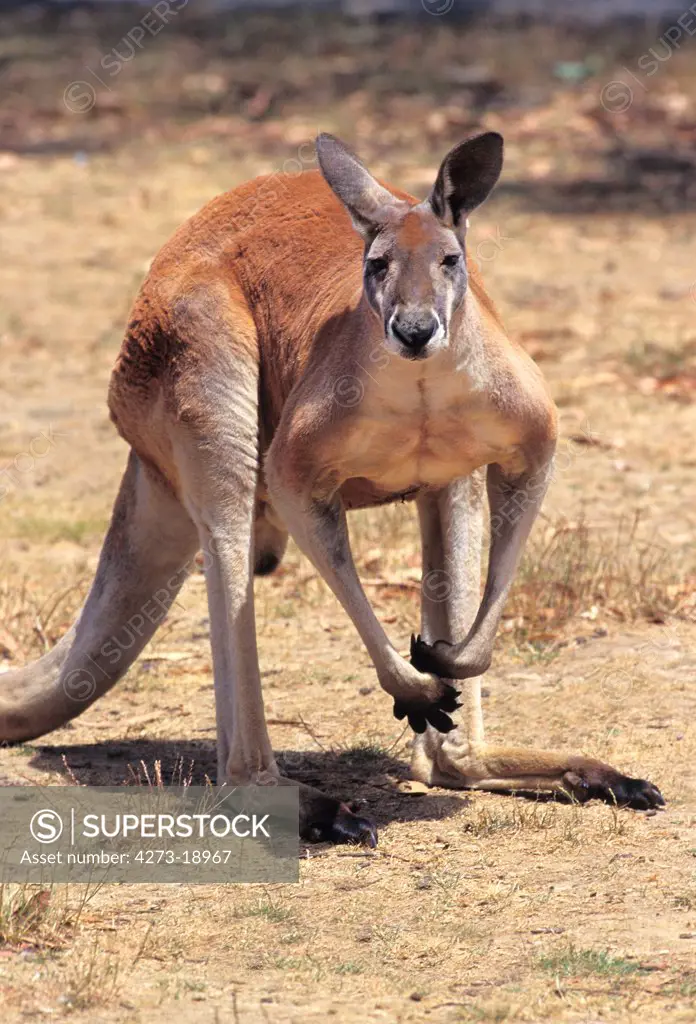 Red Kangaroo, macropus rufus, Australia