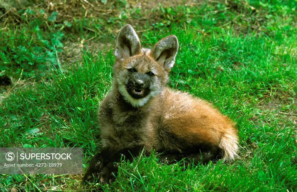 Maned Wolf, chrysocyon brachyurus, Cub Snarling