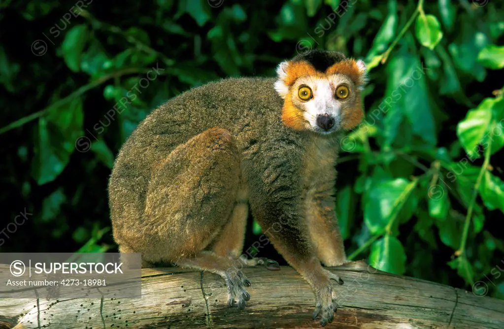 Crowned Lemur, eulemur coronatus, Adult standing on Branch