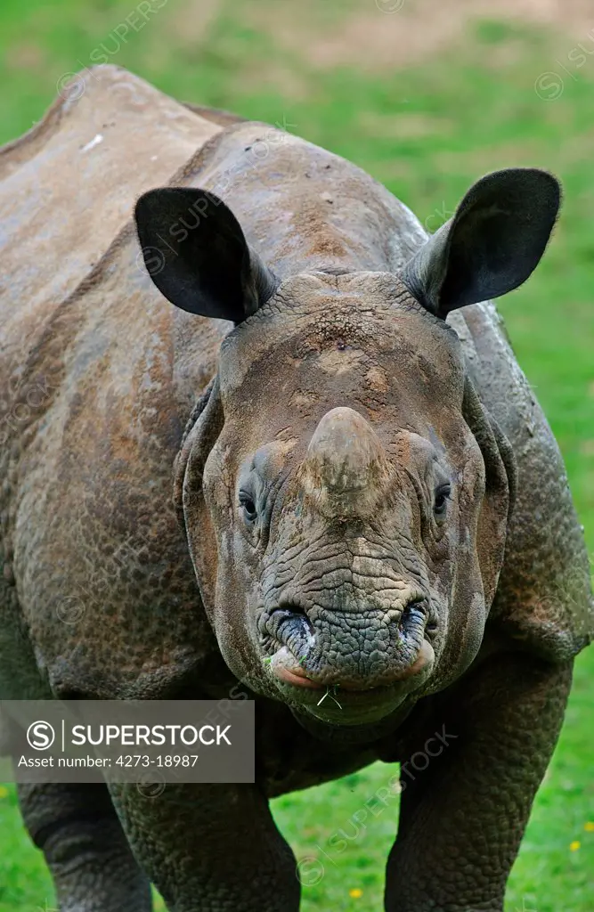 Indian Rhinoceros, rhinoceros unicornis, Adult
