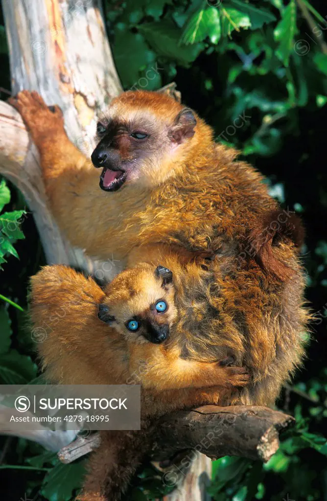 Black Lemur, eulemur macaco, Female with Young