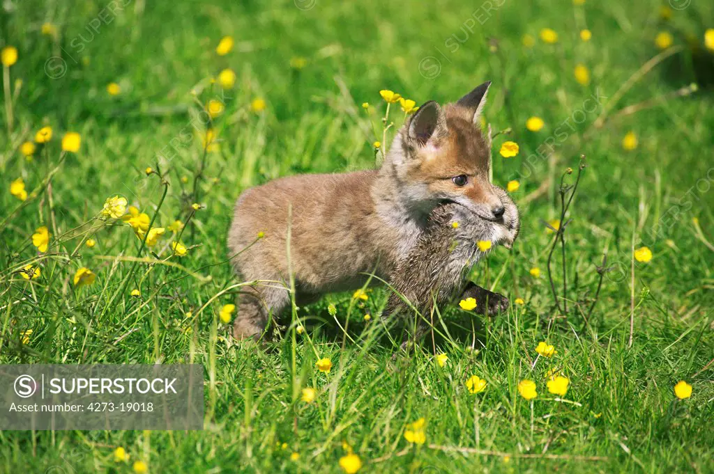 Red Fox, vulpes vulpes, Pup with young Wild Rabbit in mouth, Normandy