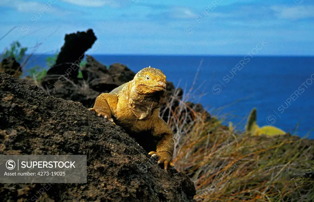 Galapagos Land Iguana, conolophus subcristatus, Adult standing on Rocks