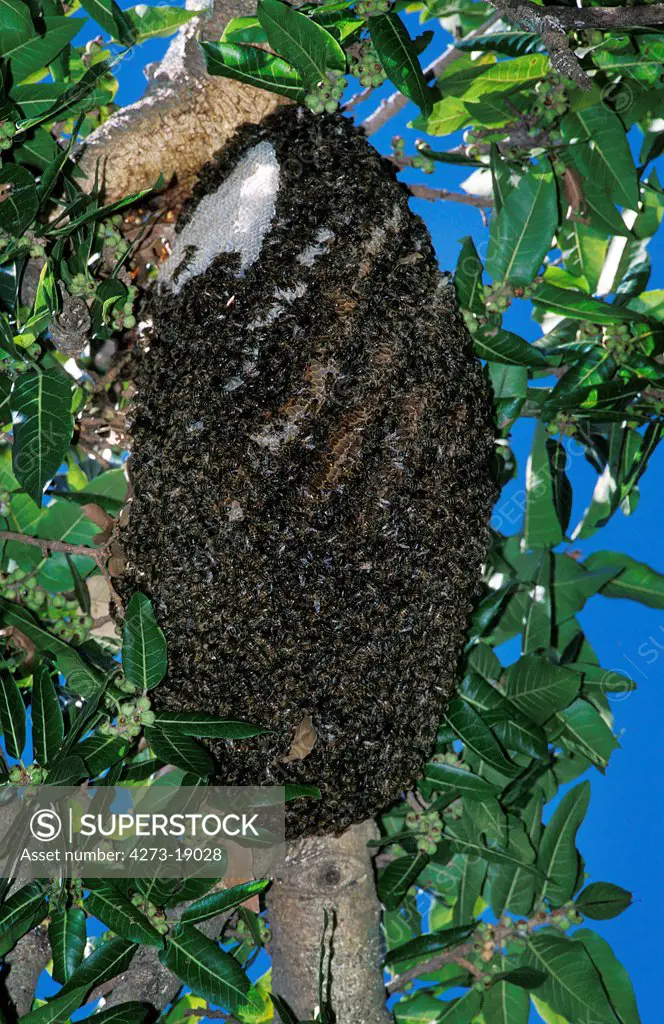 Swarm of Bees in Kenya