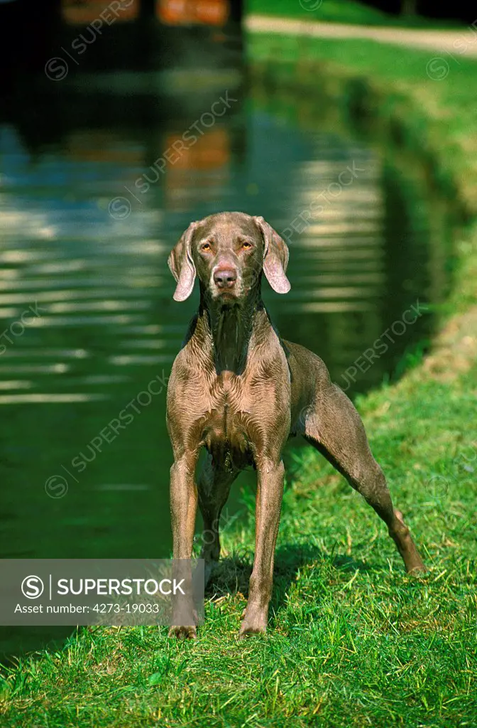 Weimar Pointer Dog, Adult standing near Canal