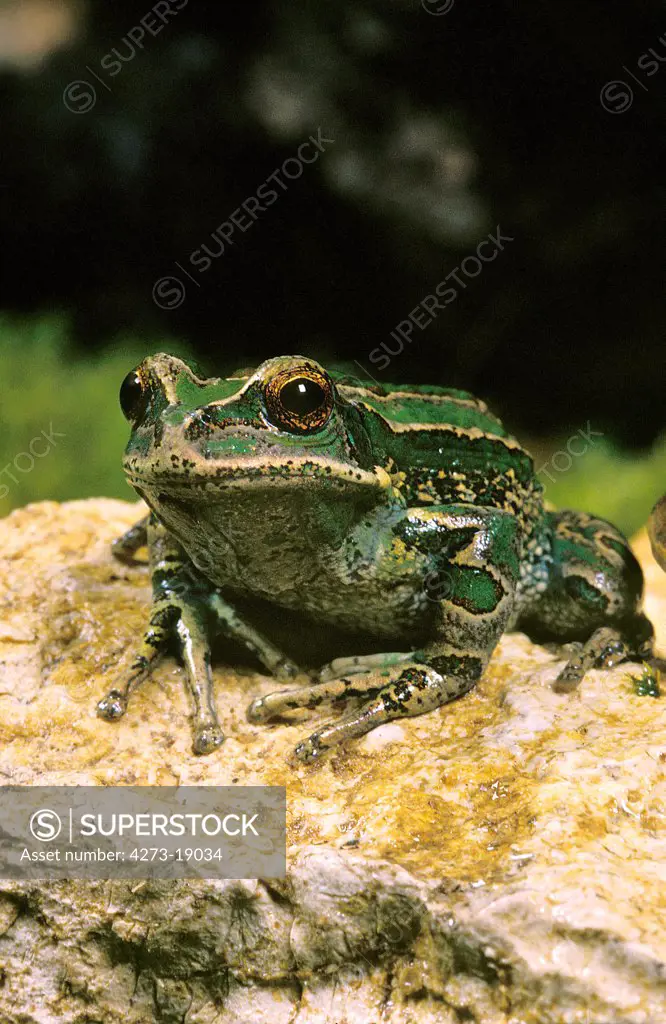 Marsupial Frog, gastrotheca riobambae, Adult standing on Stone