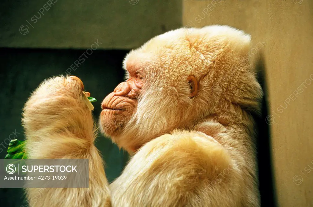 White Gorilla, gorilla gorilla, Male at Barcelona Zoo called Snowflake or Copito de Nieve