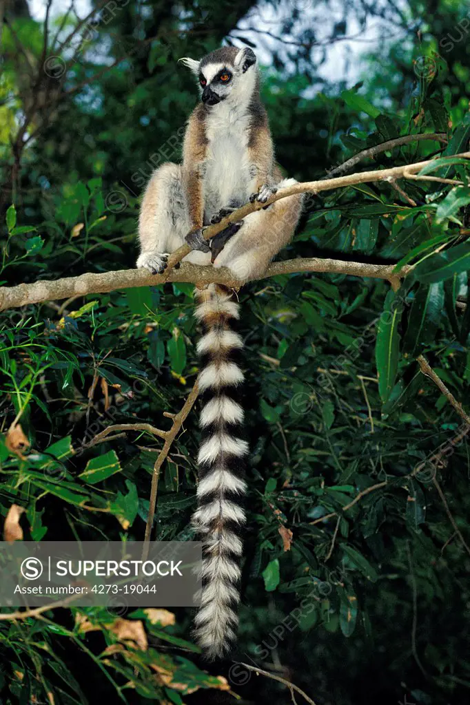 Ring Tailed Lemur, lemur catta, Adult standing on Branch, Berenty Reserve in Madagascar