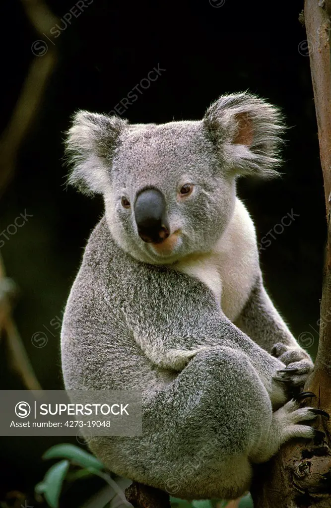 Koala, phascolarctos cinereus, Adult sitting on Branch, Australia