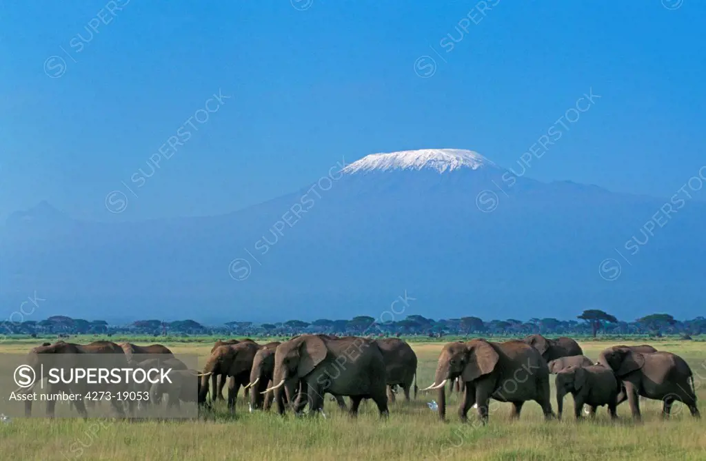 African Elephant, loxodonta africana, Herd near Kilimandjaro Mountain, Tanzania